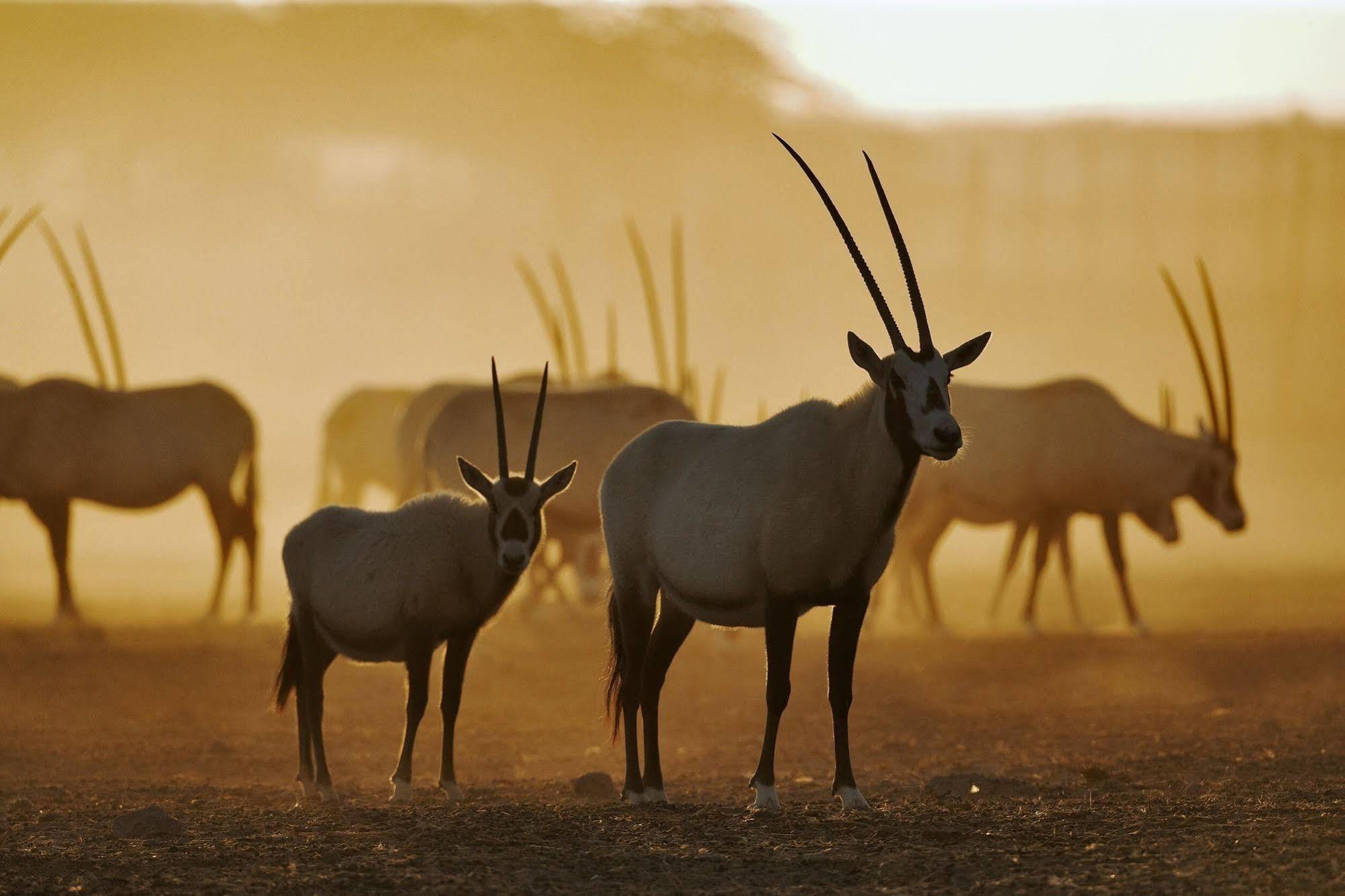 Anantara Sir Bani Yas Island Al Sahel Villas Zahr Extérieur photo
