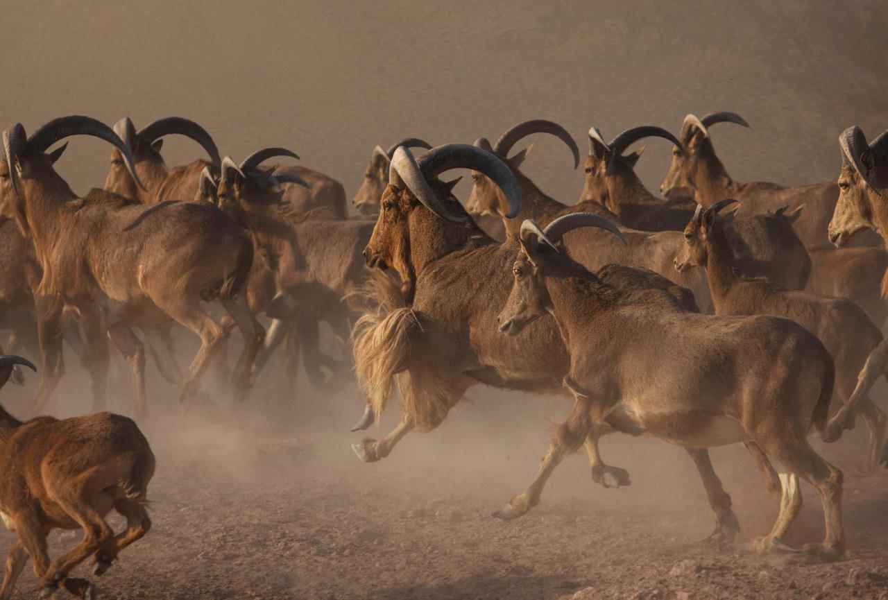Anantara Sir Bani Yas Island Al Sahel Villas Zahr Extérieur photo